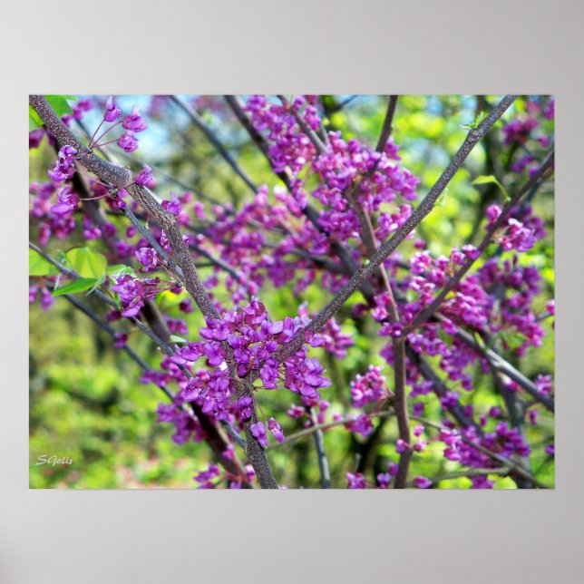 Póster Cartaz de Foto de Árvore Florida Missouri Redbud (Frente)