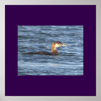 Poster Cartaz de Foto de Ave Loon