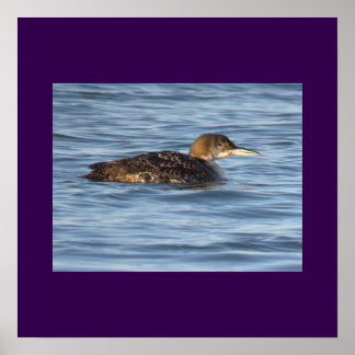 Poster Cartaz de Foto de Ave Loon