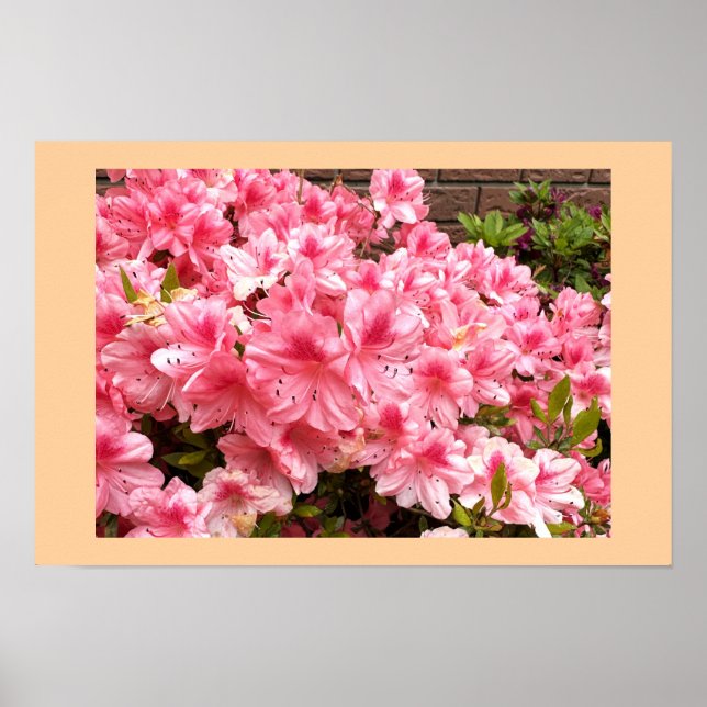 Poster Cartaz de Foto de Flores Cor-de-Rosa (Frente)
