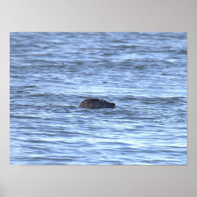 Poster Cartaz de Foto de Foca  (Frente)