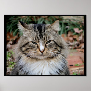 Poster Cartaz de Foto de Gato Maine Coon