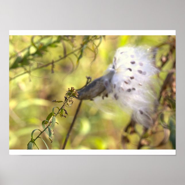 Poster Cartaz de Foto de Milkweed (Frente)