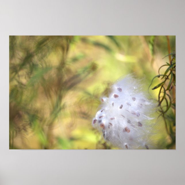 Poster Cartaz de Foto de Milkweed (Frente)
