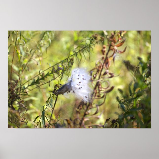 Poster Cartaz de Foto de Milkweed (Frente)