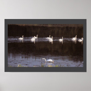 Poster Cartaz de Foto de Paisagem Aquática de Cisnes
