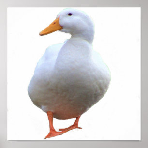 Poster Cartaz de Foto de Pato