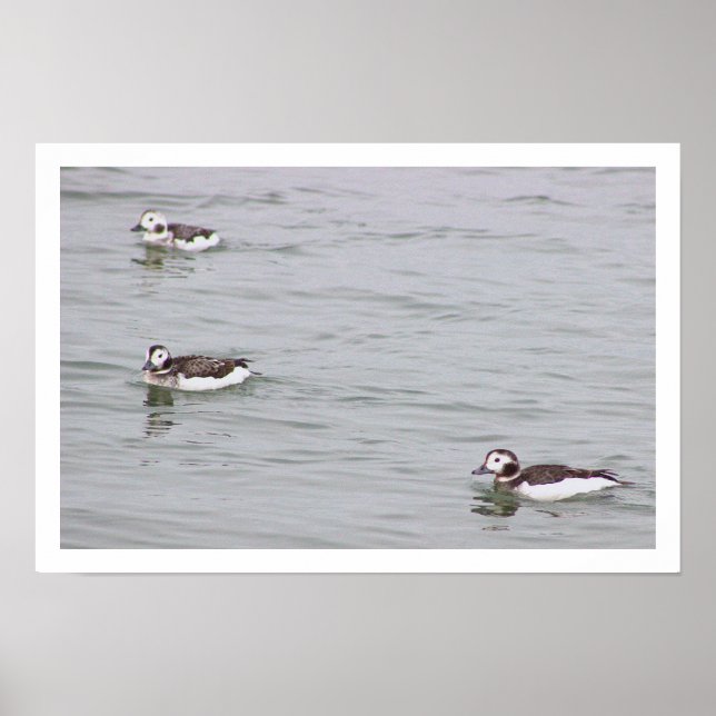Poster Cartaz de Foto de Patos (Frente)