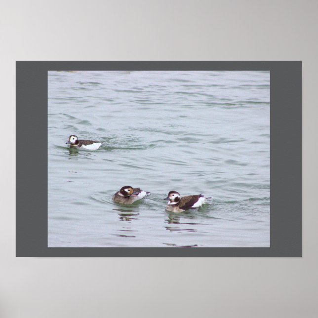Poster Cartaz de Foto de Patos (Frente)