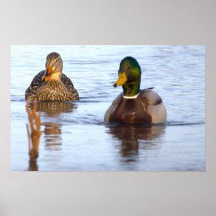 Poster Cartaz de Foto de Patos-reais