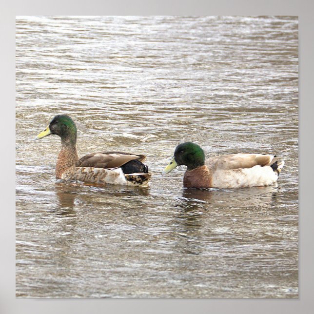 Poster Cartaz de Foto de Patos-reais (Frente)