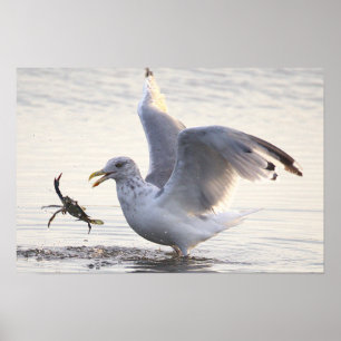 Poster Cartaz de Foto de Pesca de Caranguejo de Gaivota