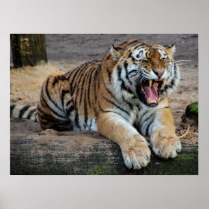 Póster Cartaz de Foto de Tigre Rugindo com Raiva