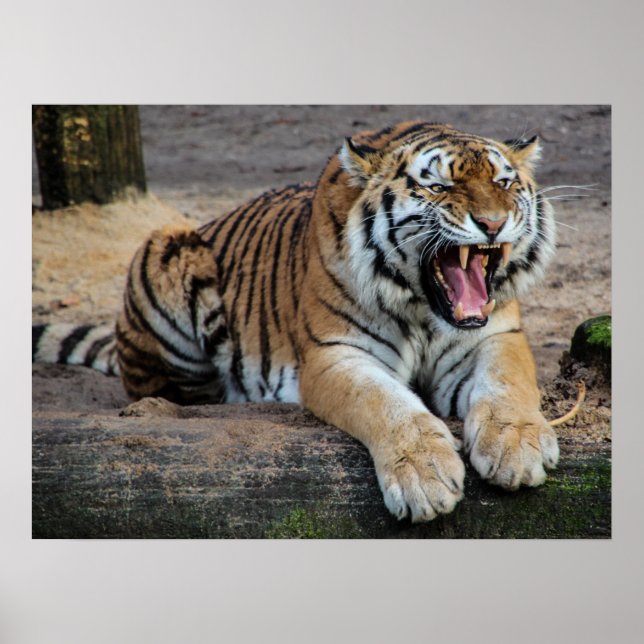Póster Cartaz de Foto de Tigre Rugindo com Raiva (Frente)