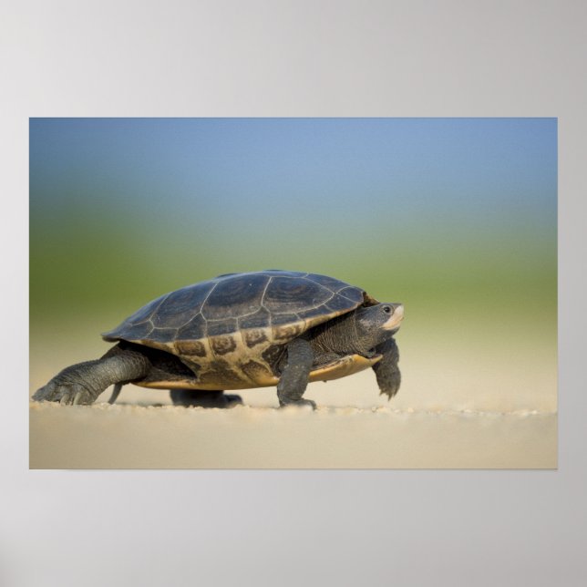 Póster Cartaz de Foto em Close Up de Tartaruga / Anfíbio (Frente)