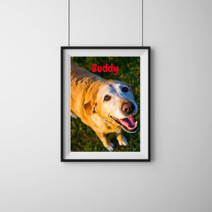 Poster Cartaz de Foto Personalizado de Cachorro Idoso Mem