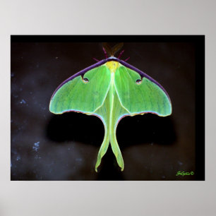 Póster Cartaz de fotografia da mariposa Luna