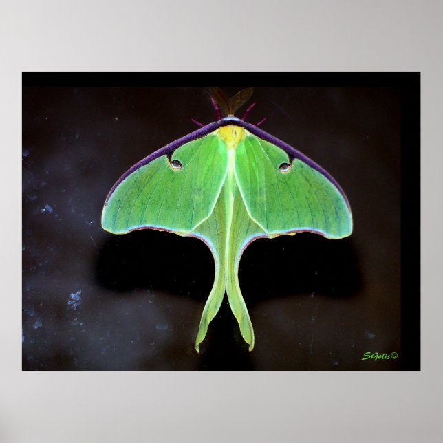 Póster Cartaz de fotografia da mariposa Luna (Frente)