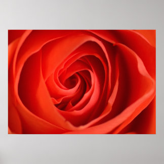 Poster Cartaz de Fotografia Floral – Rosa Vermelha em Clo