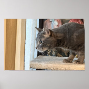 Poster Cartaz de Fotos de Gatos