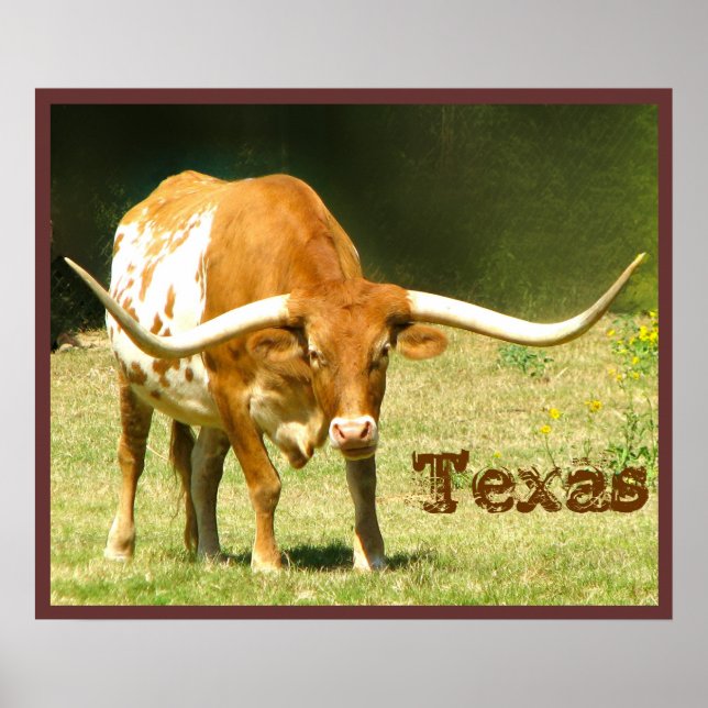Póster Cartaz de Gado Longhorn Texas (Frente)