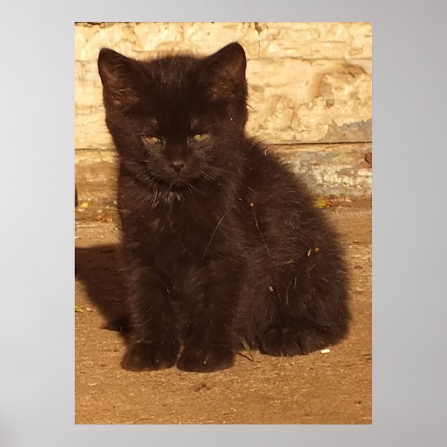 Poster Cartaz de Gatinho Preto Fofo (Frente)