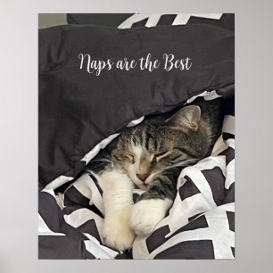 Poster Cartaz de Gato Adormecido