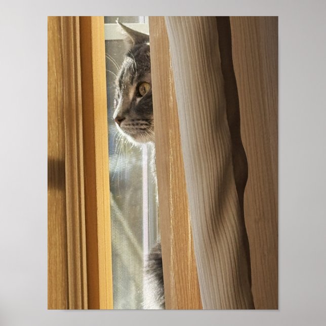 Poster Cartaz de Gato Atrás da Cortina (Frente)