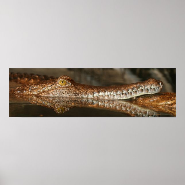 Poster Cartaz de Gharial (Frente)