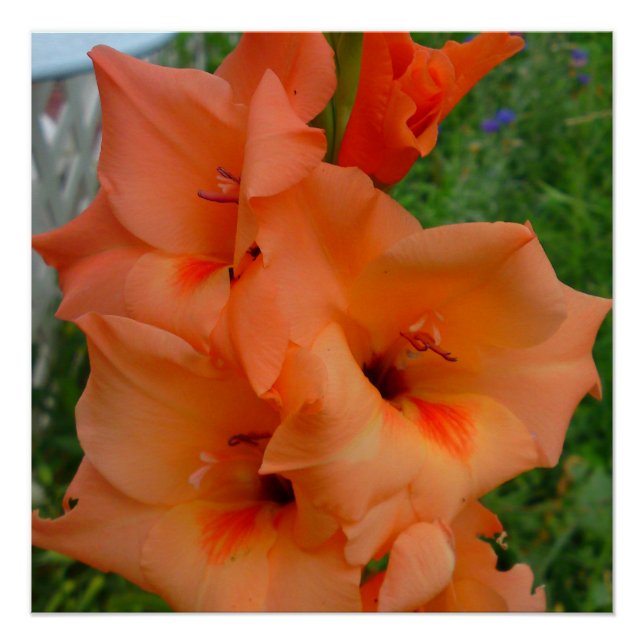 Póster Cartaz de Gladiola Pêssego (Frente)