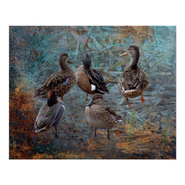 Póster cartaz de grupo de patos (Frente)