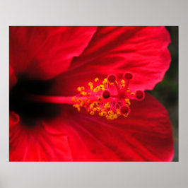 Poster Cartaz de Hibisco Vermelho