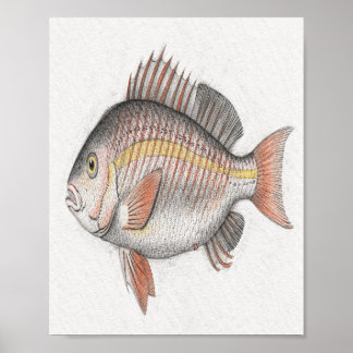 Poster Cartaz de História Natural de Peixes de Recife em