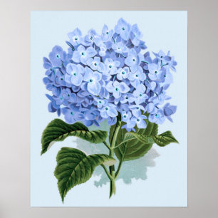 Poster Cartaz de Hortênsia Azul Vintage