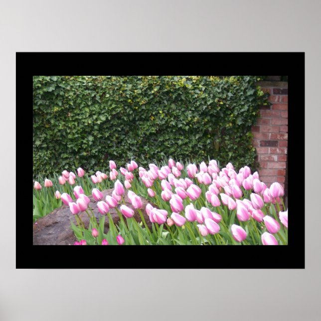 Póster Cartaz de Imagem de Tulipas de Jardim (Frente)