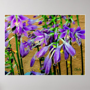 Póster Cartaz de Jardim de Flores Hosta Roxa