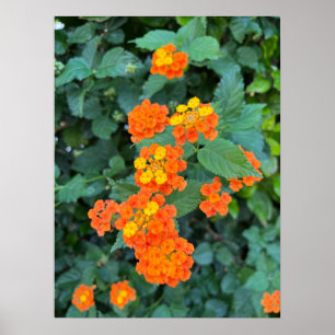 Poster Cartaz de Lantana