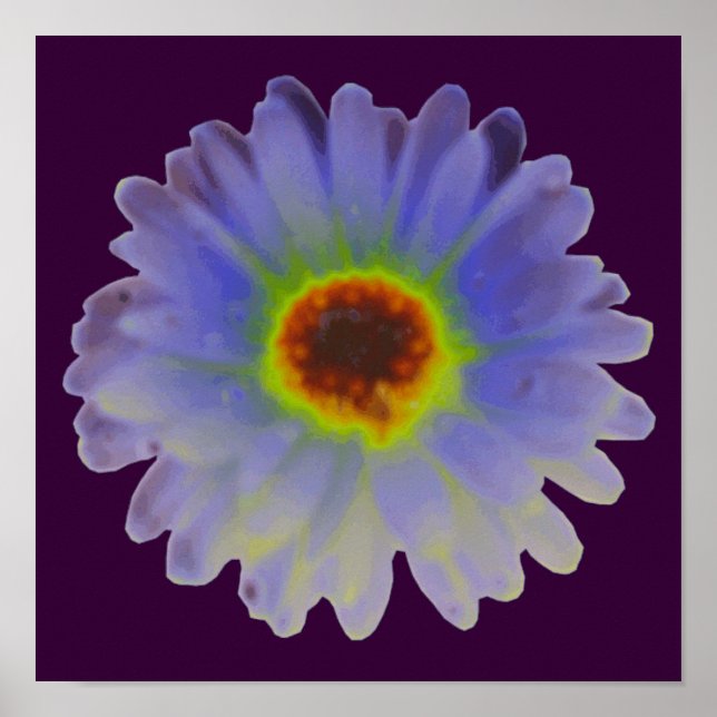 Póster Cartaz de Marigold Arco-íris (Frente)