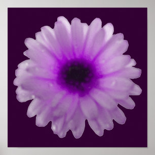 Póster Cartaz de Marigold Branco e Roxo