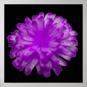 Póster Cartaz de Marigold Roxa
