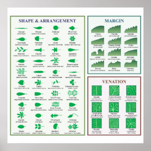 Poster Cartaz de Morfologia Foliar Forma da Margem Venena