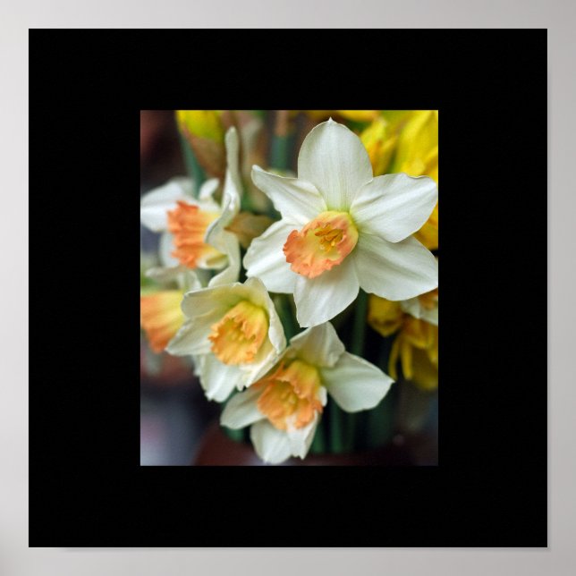 Póster Cartaz de Narciso (Frente)