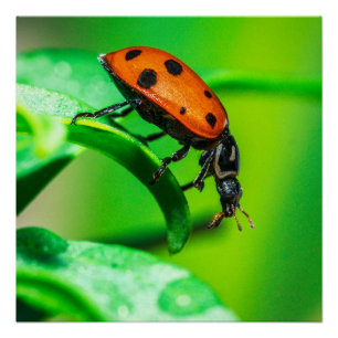 Póster Cartaz de Natureza Macro com Joaninha na Folha