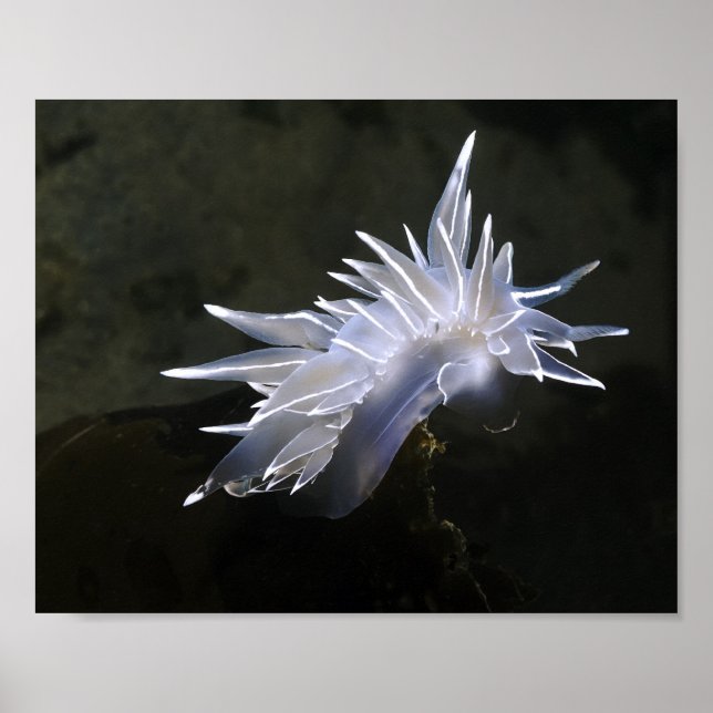 Póster Cartaz de Nudibrânquio Alabastro (Frente)