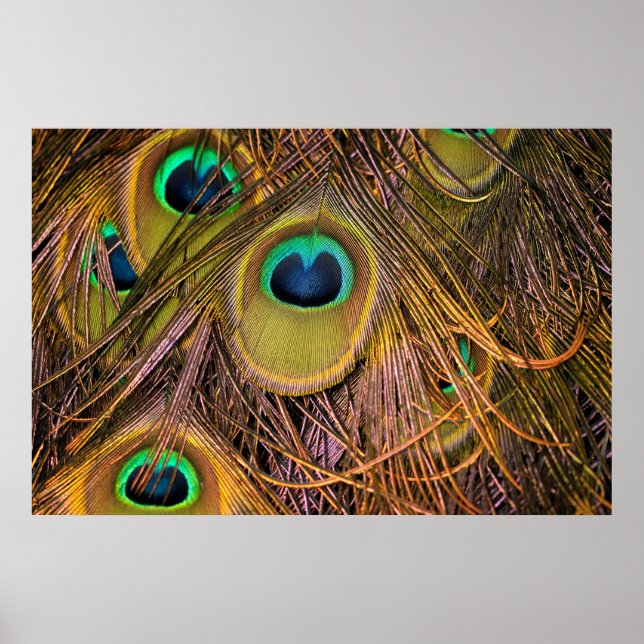 Poster Cartaz de Olhos de Pena de Pavão (Frente)