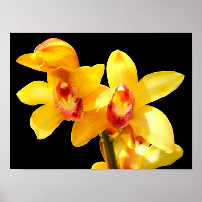 Poster Cartaz de Orquídea Cymbidium Amarela (Frente)