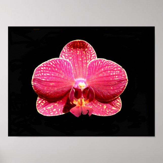 Poster Cartaz de Orquídea Mariposa (Frente)