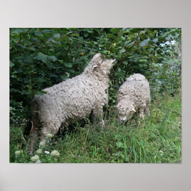 Póster Cartaz de Ovelhas Fofas Comendo Folhas (Frente)