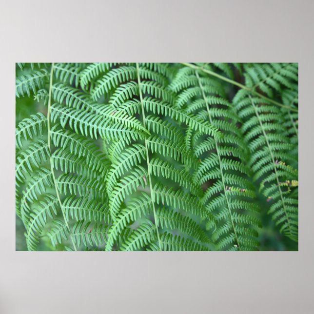 Poster Cartaz de Padrão Natural de Folhas de Samambaia Ve (Frente)