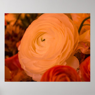 Poster Cartaz de papel Achival 20 x 16 Beauty Surrounds